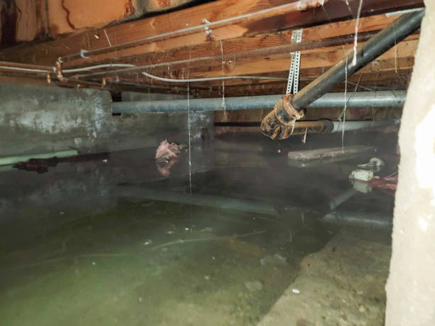 Best Mold removal after water damage  in Barneveld, WI